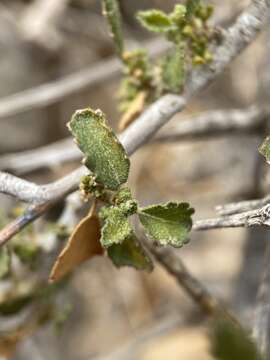 Image of desert myrtlecroton