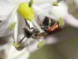 Image of Lasioglossum nigripes (Lepeletier 1841)