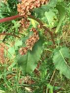 Rumex confusus Simonkai的圖片