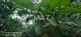 Plancia ëd Solanum corumbense S. L. Moore