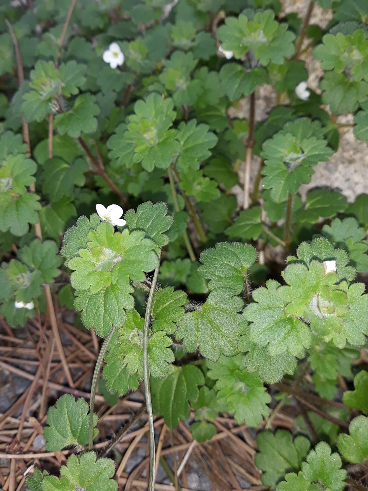 Image of glandular speedwell