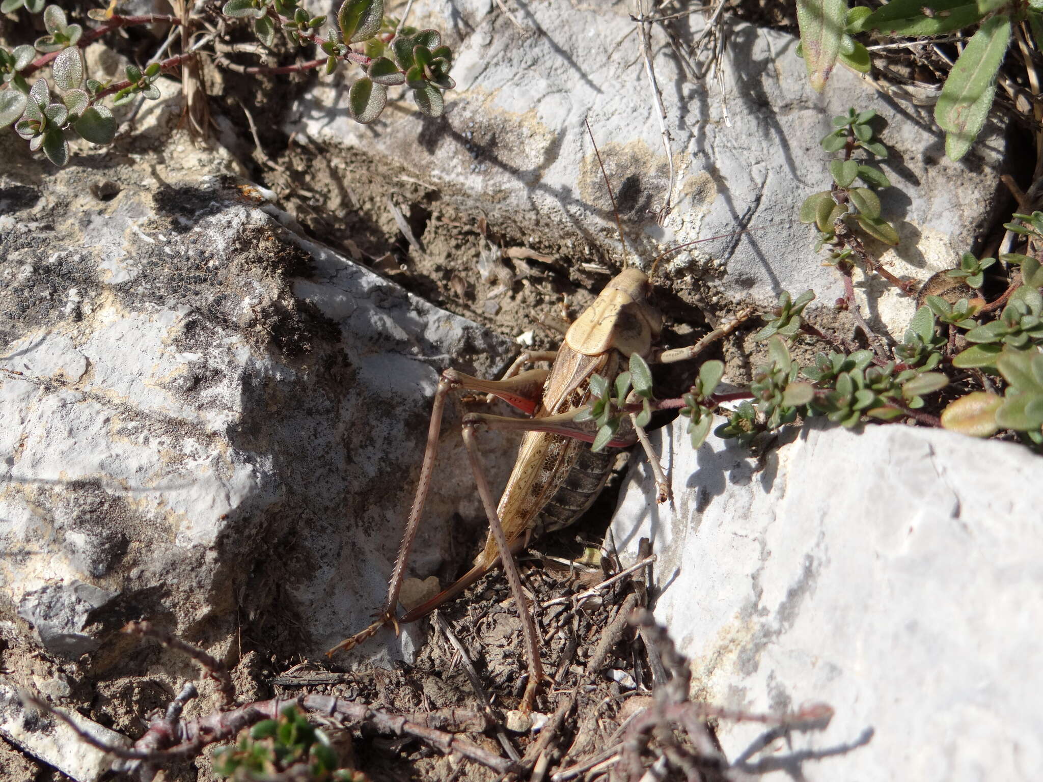 Imagem de Decticus verrucivorus (Linnaeus 1758)