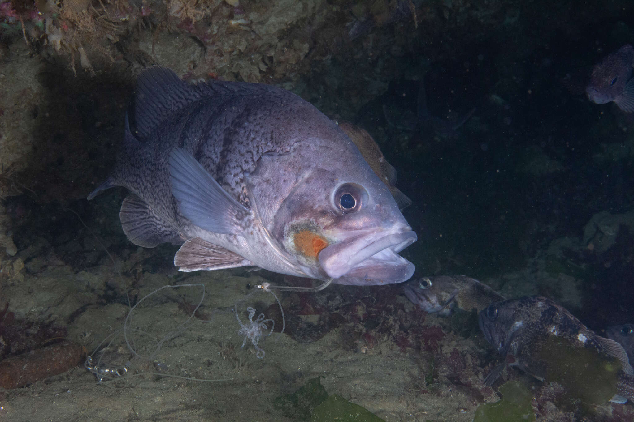 Acanthistius patachonicus (Jenyns 1840) resmi