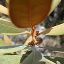 Sivun Beilschmiedia microphylla (Kosterm.) Kosterm. kuva