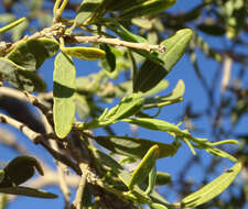 Image of Maerua schinzii Pax