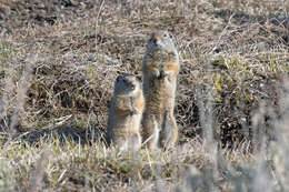 Image of Uinta ground squirrel