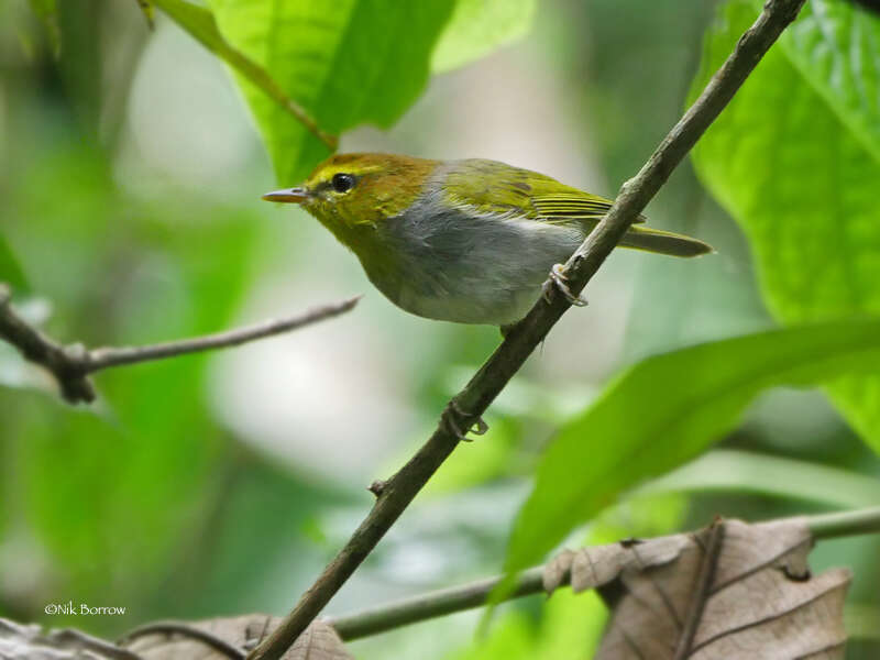 Image of Yellow-throated Warbler