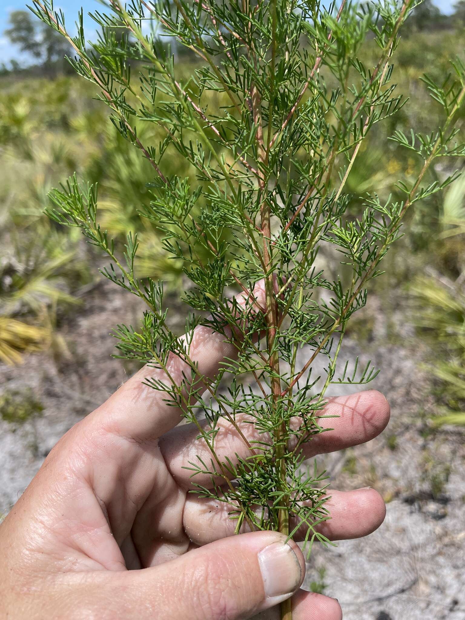 Dalea pinnata var. pinnata resmi