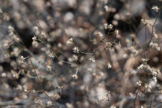 Imagem de Acanthoscyphus parishii (Parry) Small