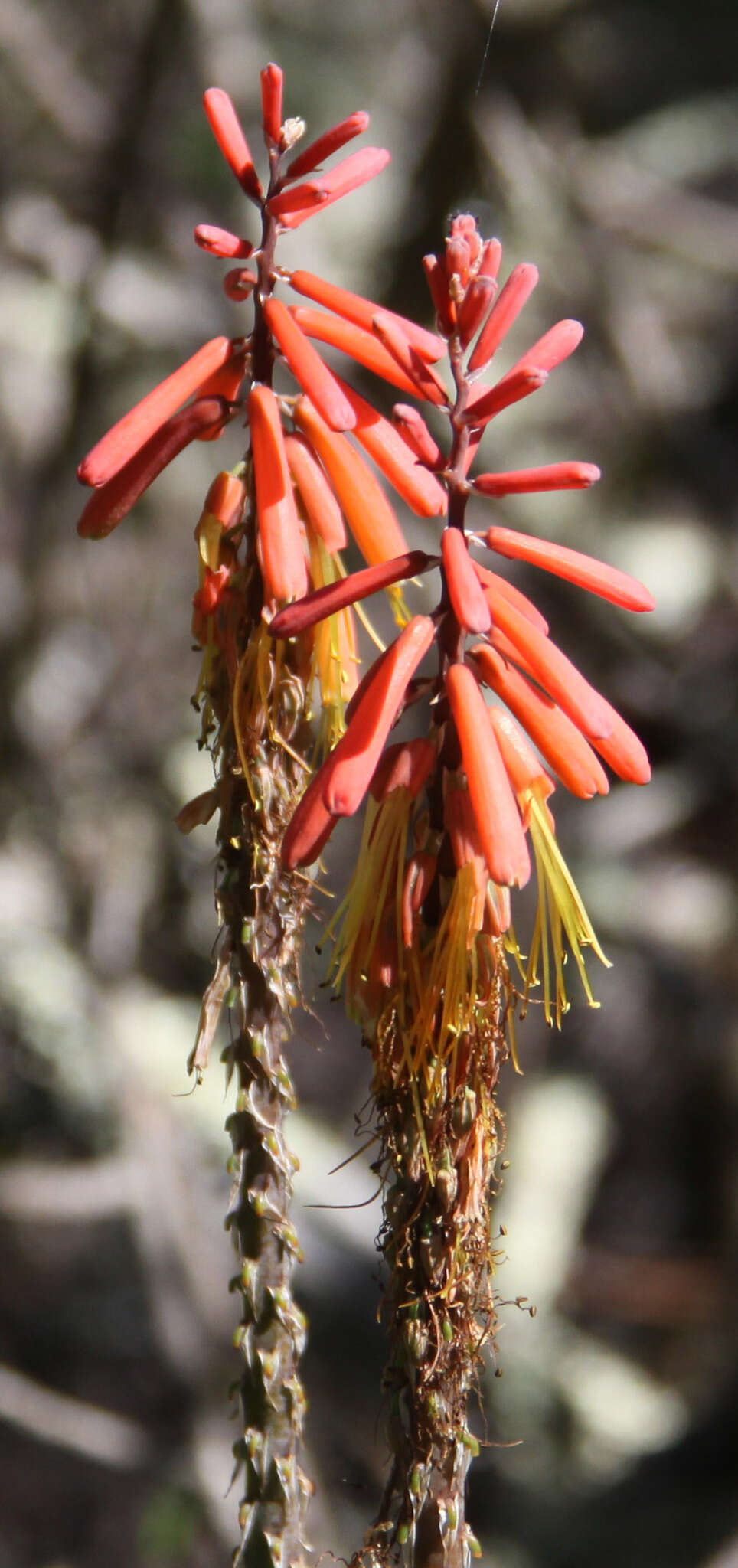 Kniphofia uvaria (L.) Oken resmi