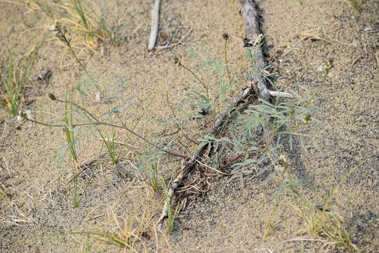 Image of Indian milk-vetch