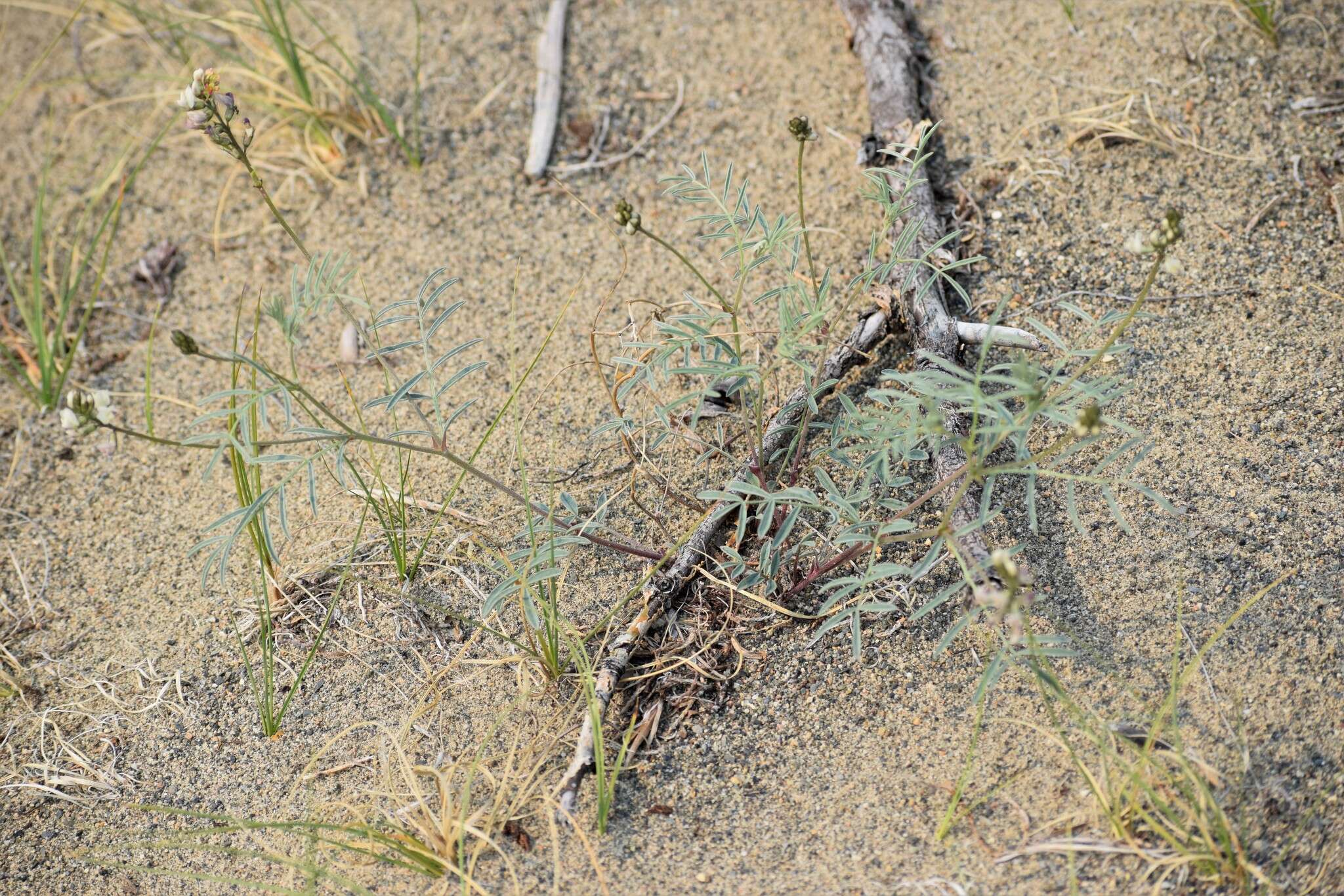 صورة Astragalus australis (L.) Lam.