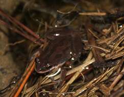 Image of New Jersey Chorus Frog