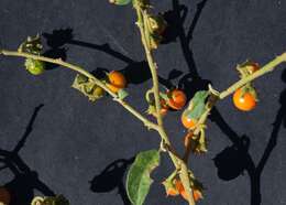 Image of Solanum catombelense Peyr.