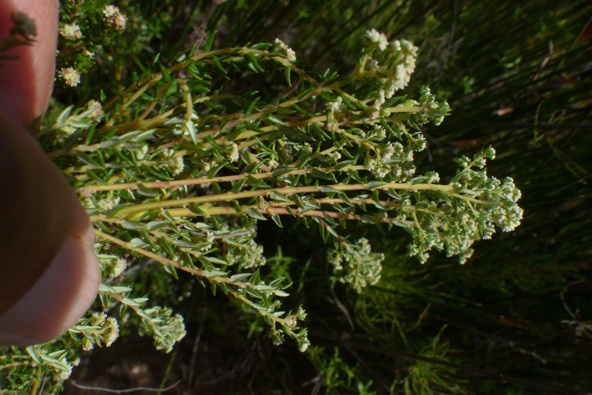 Image of Phylica rubra Willd. ex Roem. & Schult.