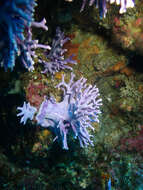 Image of California hydrocoral