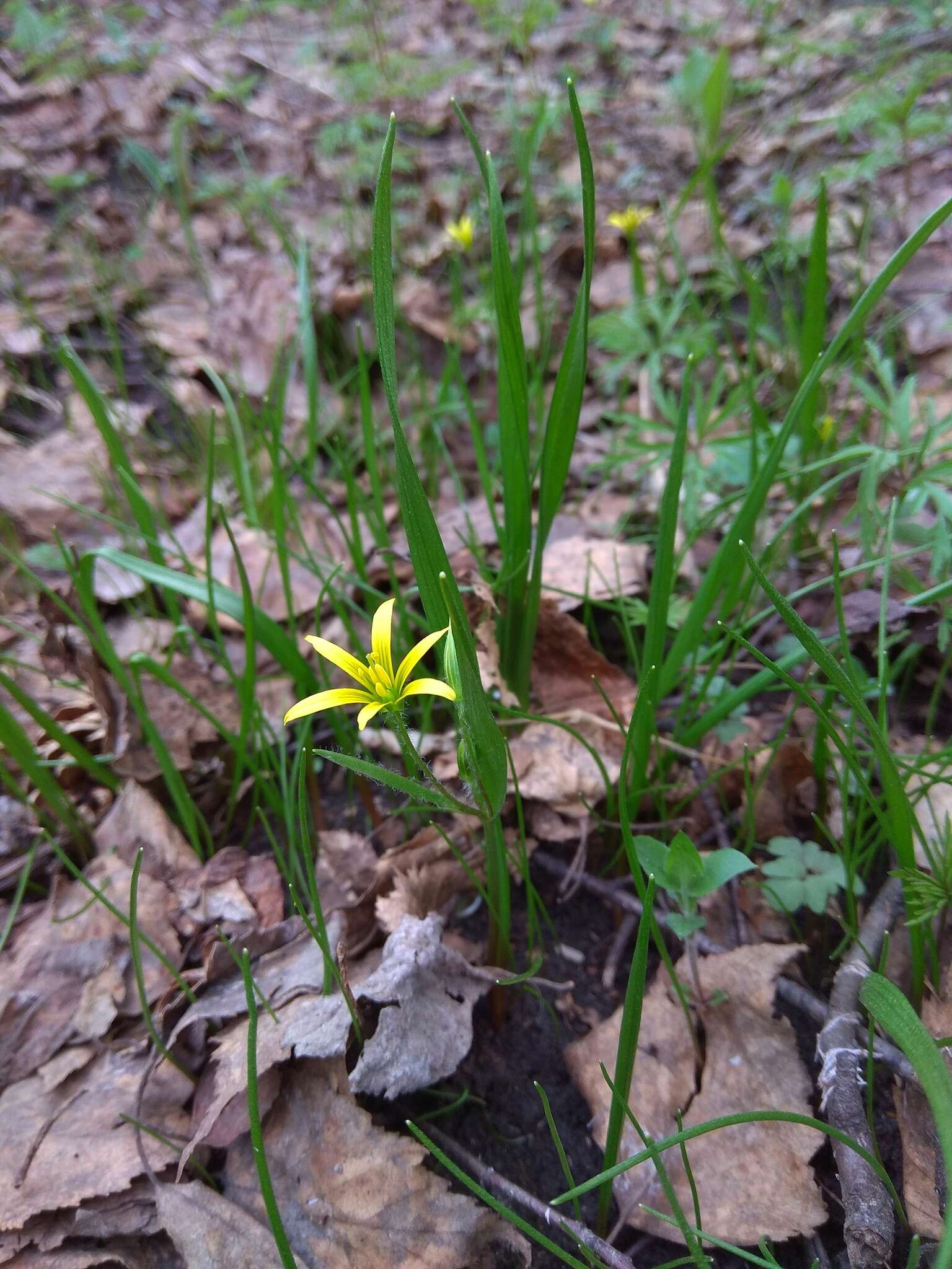 Image of Gagea granulosa Turcz.