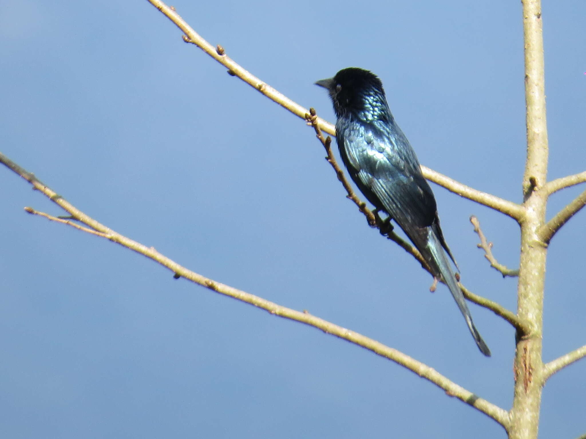 Image de Drongo bronzé