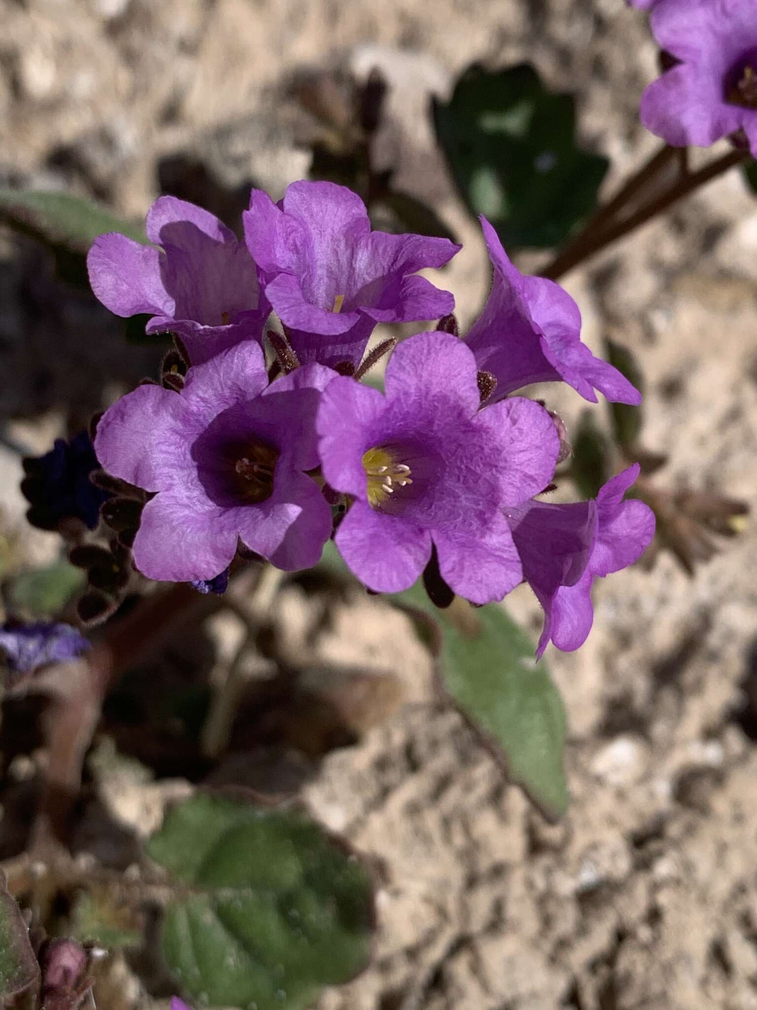 Phacelia pulchella A. Gray resmi