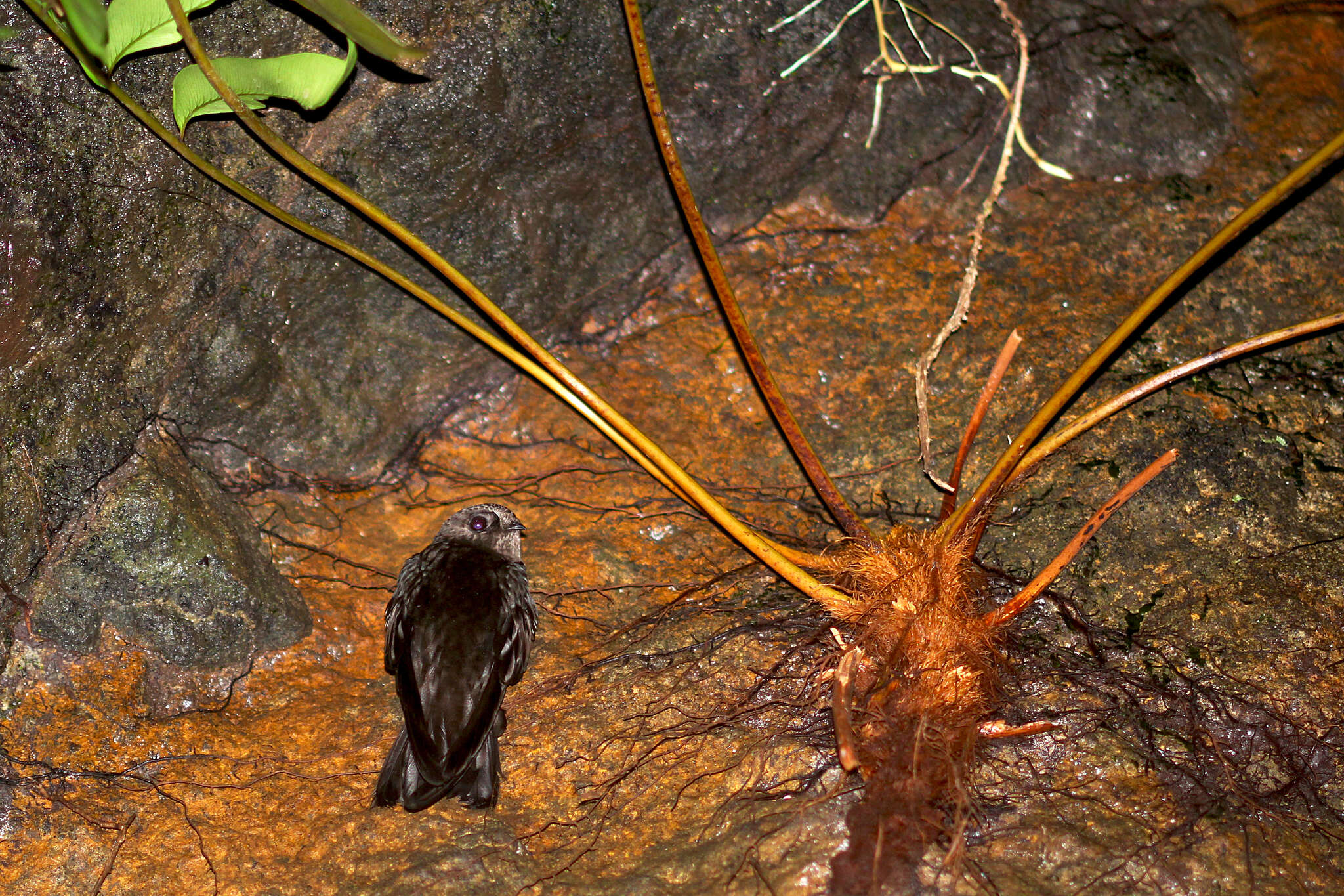 Image of American Black Swift