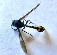 Phimenes flavopictus (Blanchard 1845)的圖片