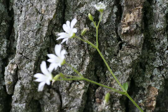 Imagem de Cerastium velutinum Raf.