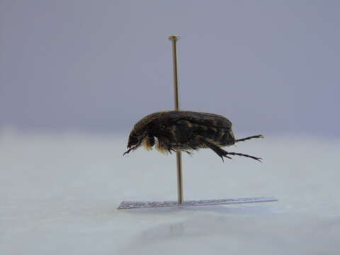 Image of Mediterranean Spotted Chafer Beetle