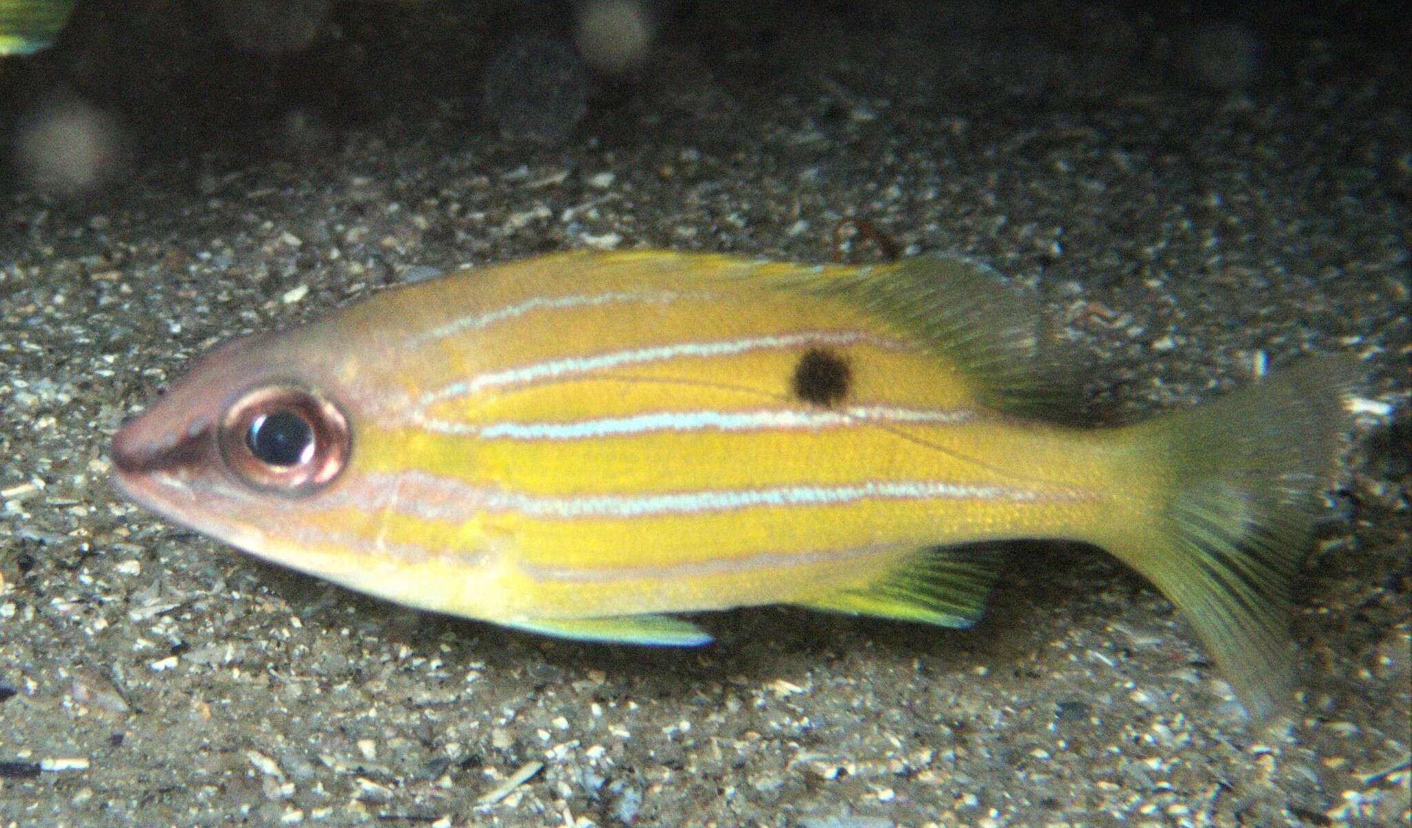 Image of Five-lined snapper