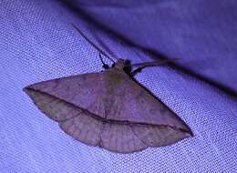 Image of Ugia purpurea Galsworthy 1997
