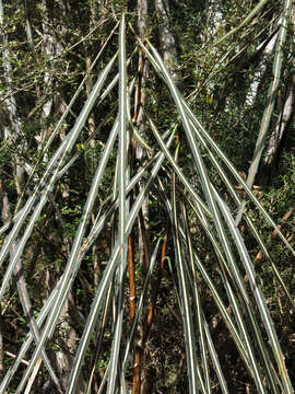 Image of lancewood