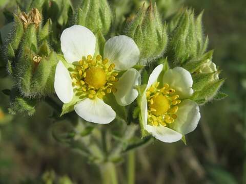 Image of Drymocallis arguta subsp. arguta