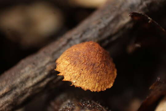 Слика од Pleuroflammula croceosanguinea (Mont.) Singer 1969