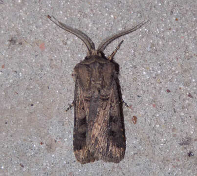 Image of Agrotis bilitura