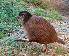 Image of Gallirallus australis australis (Sparrman 1786)