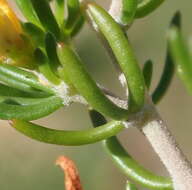 Image of Aspalathus lactea subsp. adelphea R. Dahlgren