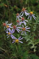 Image of Galatella cana (Waldst. & Kit.) Nees