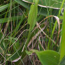 Слика од Platanthera sachalinensis F. Schmidt