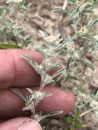 Image of silver pygmycudweed