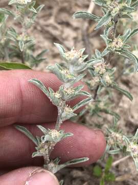 Image of silver pygmycudweed