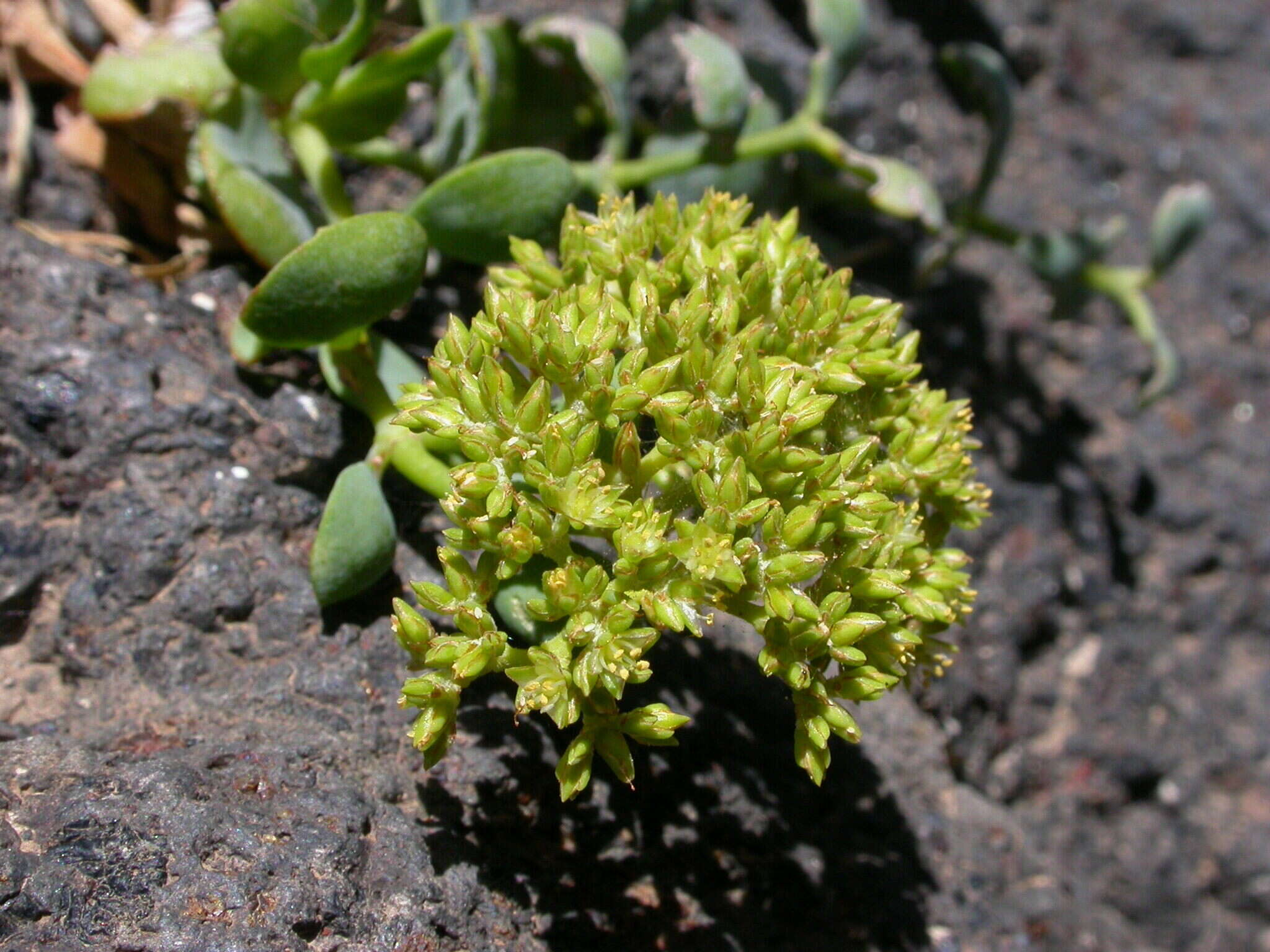 Image of Polycarpaea carnosa C. Sm.