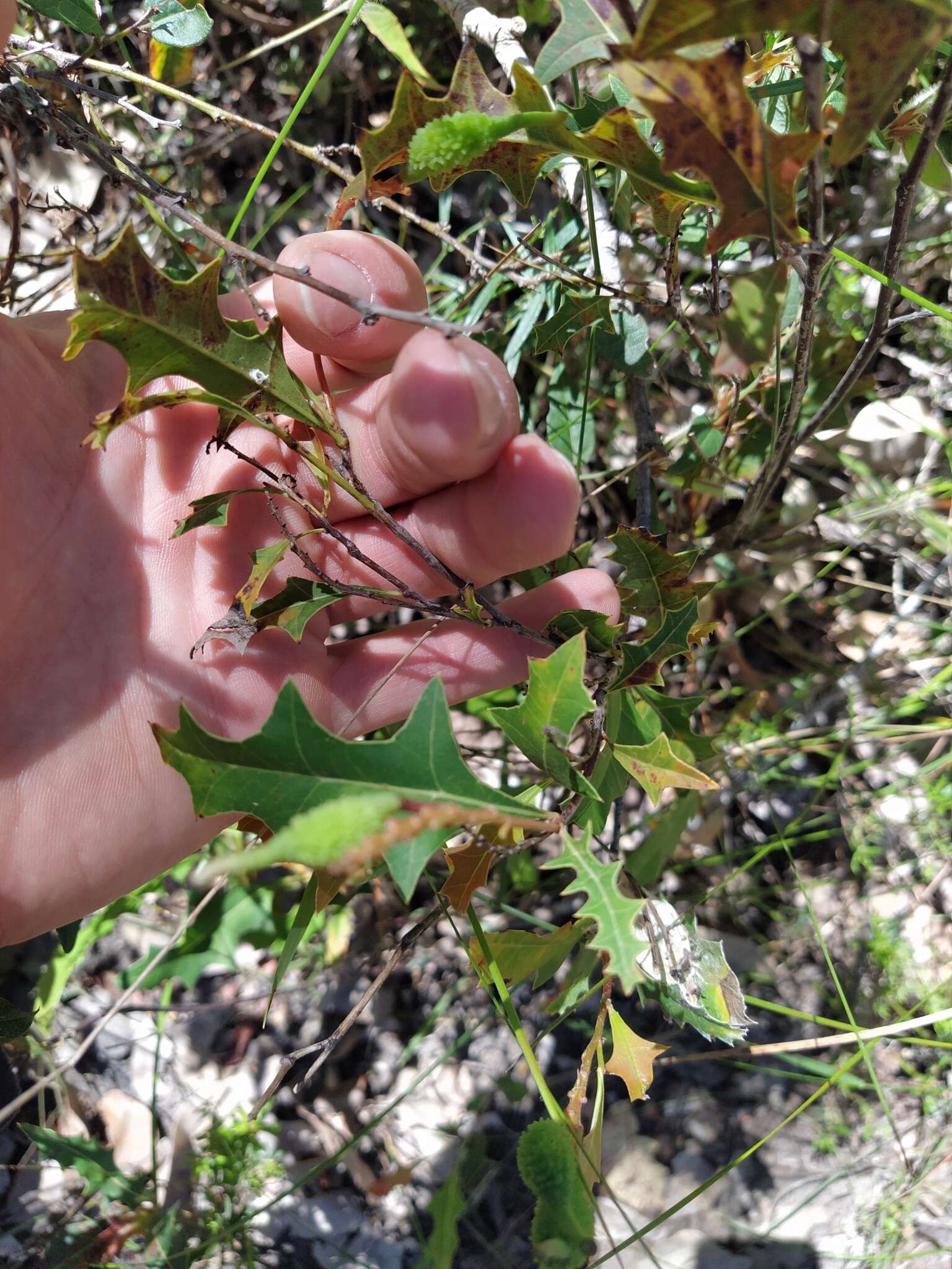 Image of Grevillea quercifolia R. Br.