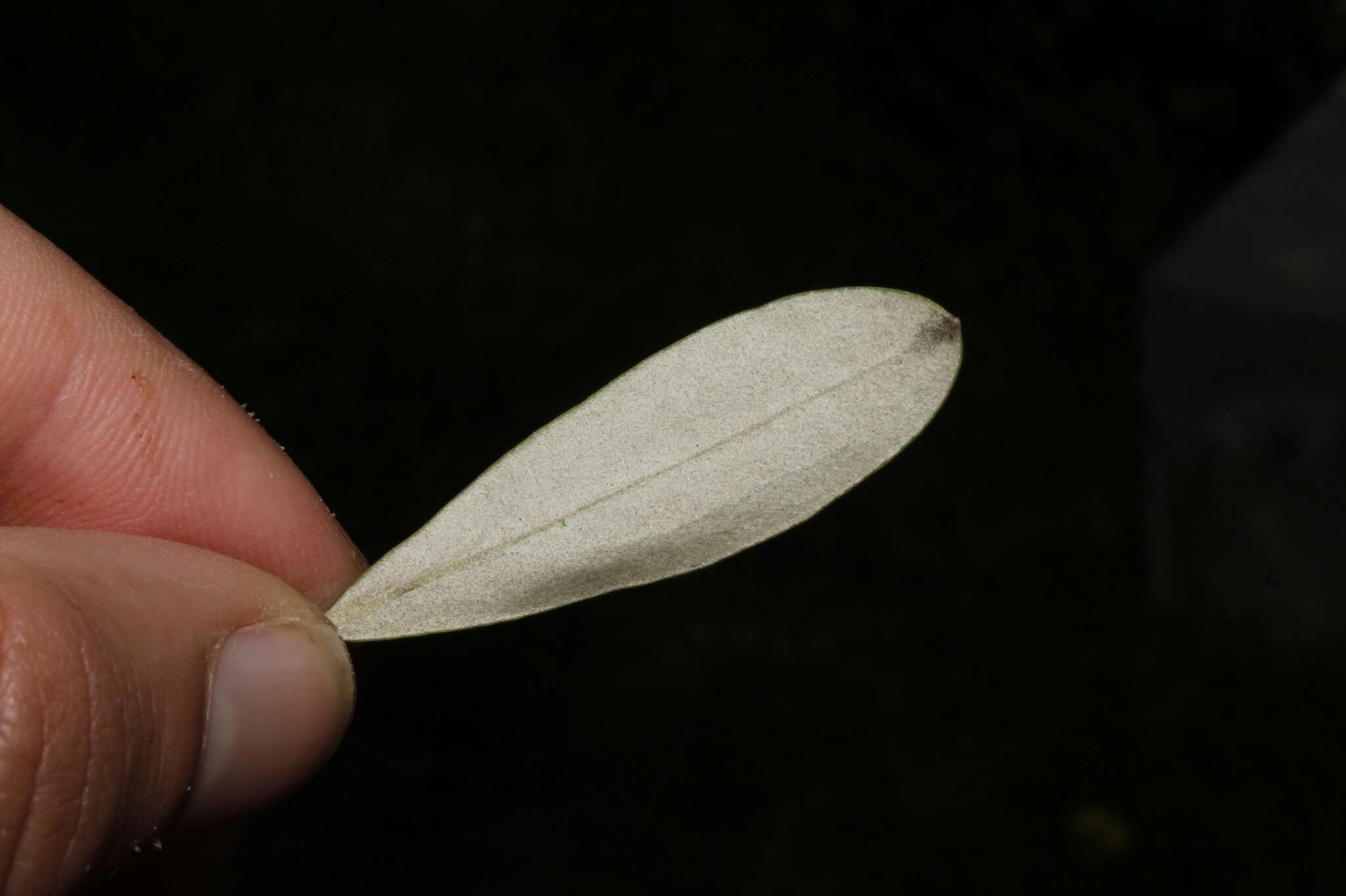 Metriochroa latifoliella (Millière 1886)的圖片