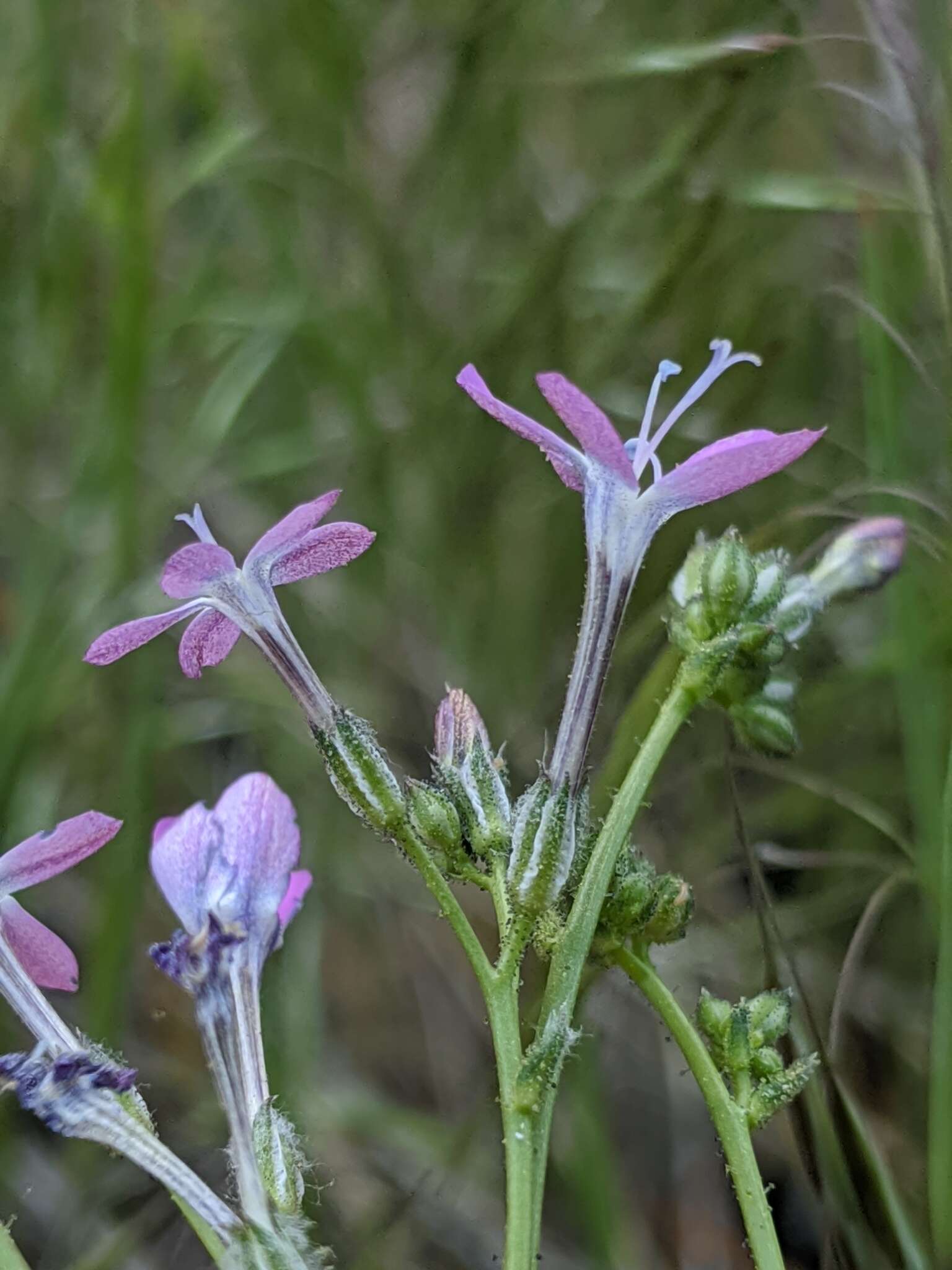 Image of fineflower gilia