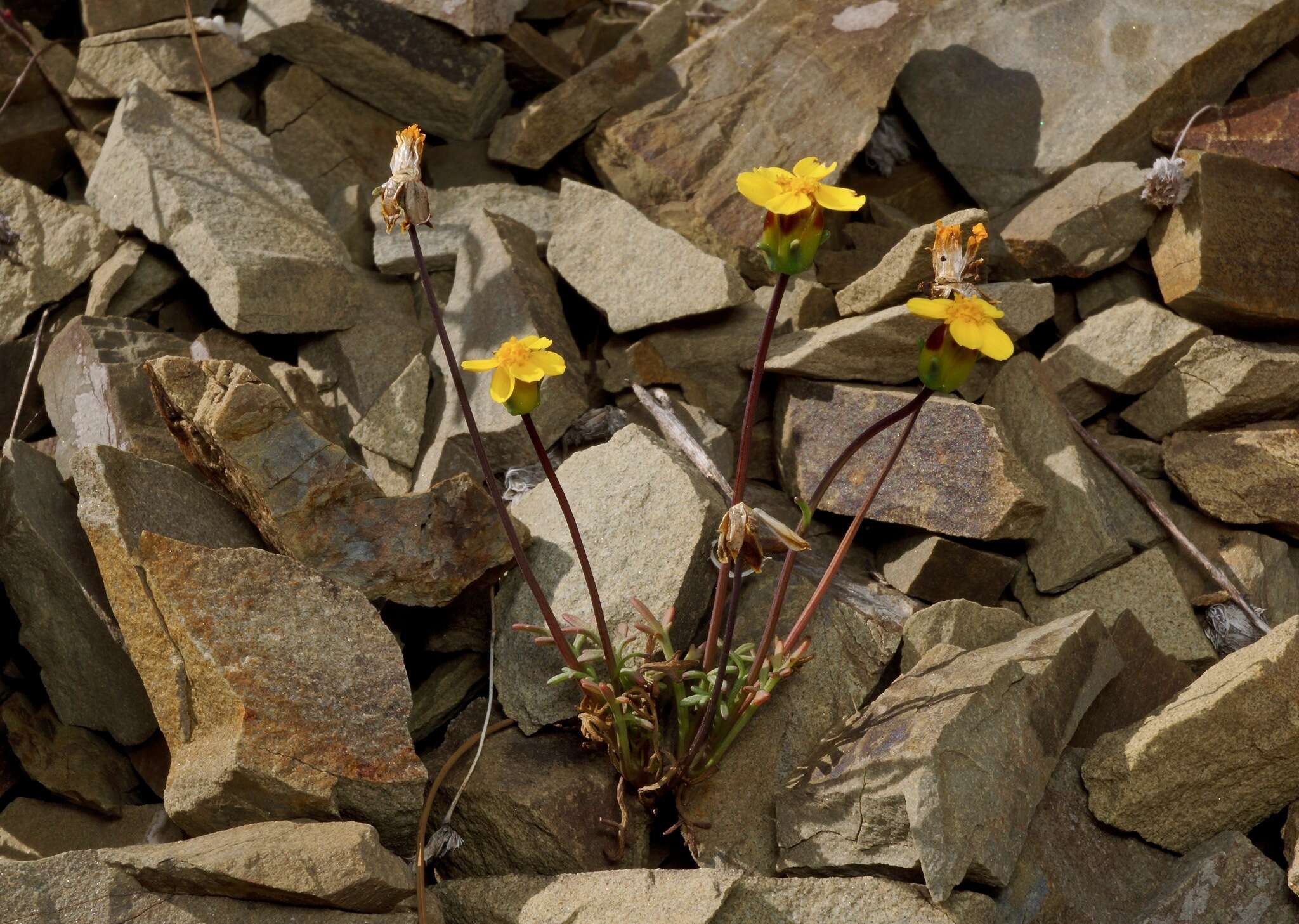 Image of Mt. Hamilton tickseed