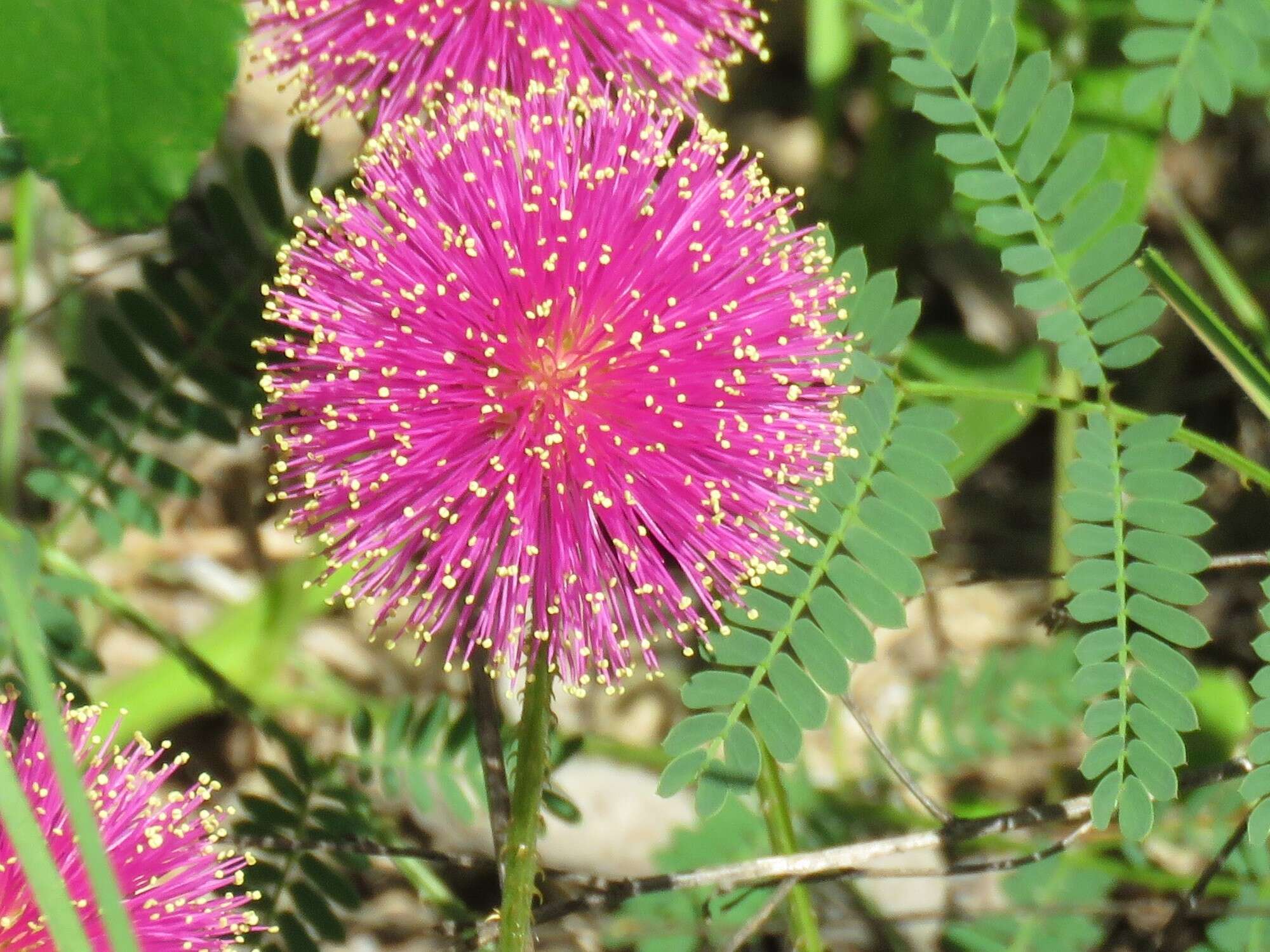 Mimosa quadrivalvis L.的圖片