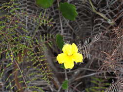 Image of Goodenia lanata R. Br.