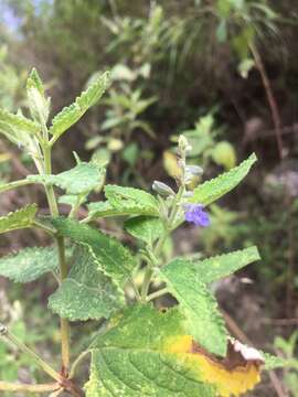 Imagem de Salvia cuspidata Ruiz & Pav.