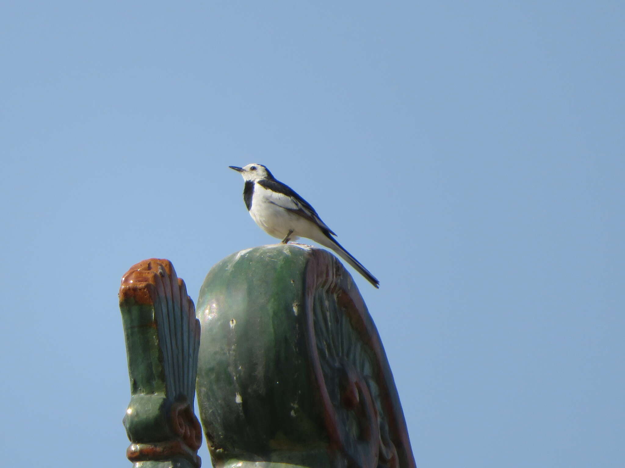 Image of Motacilla alba leucopsis Gould 1838