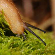 صورة Terrycarlessia turbinata Stanisic 2010