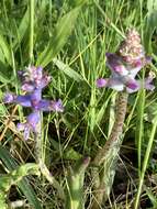 Image of Lachenalia orchioides subsp. parviflora (W. F. Barker) G. D. Duncan